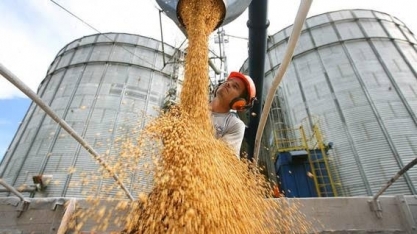 Soja: Agromensal Agosto Cepea/Esalq 