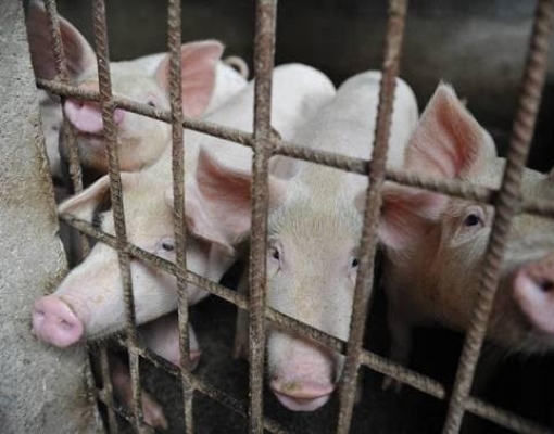 FAO eleva para 6,17 mi número de porcos eliminados na Ásia por peste suína 