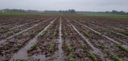 Chuvas amenizam tensão sobre atraso no plantio de soja no Paraná