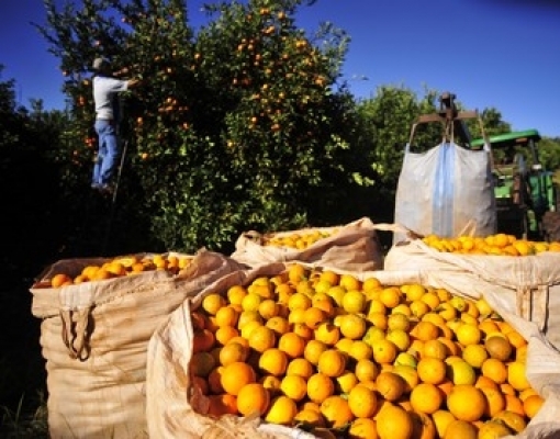 Citros: Contratações crescem 15,8% entre janeiro e setembro sobre 2018