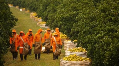 Citricultura lidera na criação de emprego no campo 