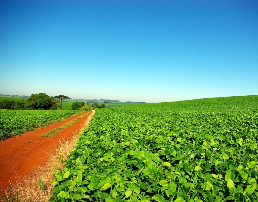 Produtor de soja do Brasil aproveita e tira atraso nas vendas, diz Safras 