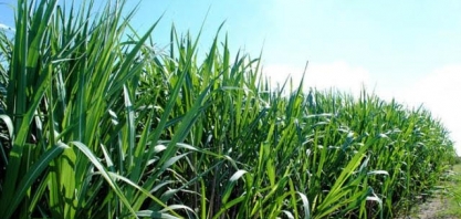 Cientistas desenvolvem proteína contra doença da cana-de-açúcar