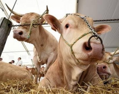 Como mudar sua dieta pode proteger o planeta; UEE têm que dar o exemplo