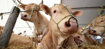 Como mudar sua dieta pode proteger o planeta; UEE têm que dar o exemplo