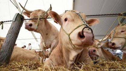 Como mudar sua dieta pode proteger o planeta; UEE têm que dar o exemplo