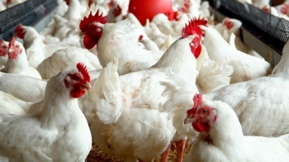 Mato Grosso assina seguro avícola inédito no país  