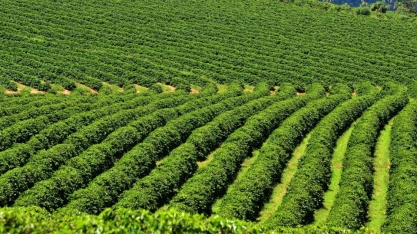IBGE reduz em 3,5% previsão de safra de café em 2019