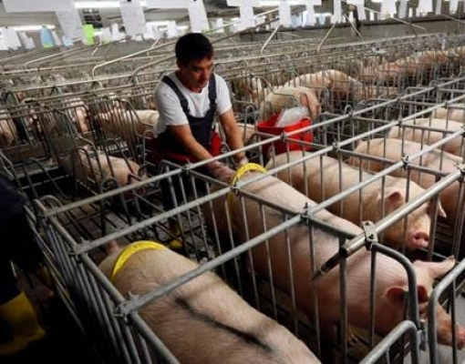 Peste suína impulsionará exportação do Brasil, EUA e Europa em 2020