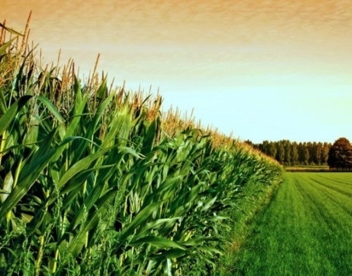 Produtores de milho dos EUA perdem terreno para Brasil e Ucrânia