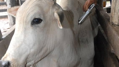 PR: Vacinação contra febre aftosa é suspensa; medida pode abrir mercados