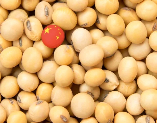 China importa menos soja em setembro com menor demanda por ração animal 