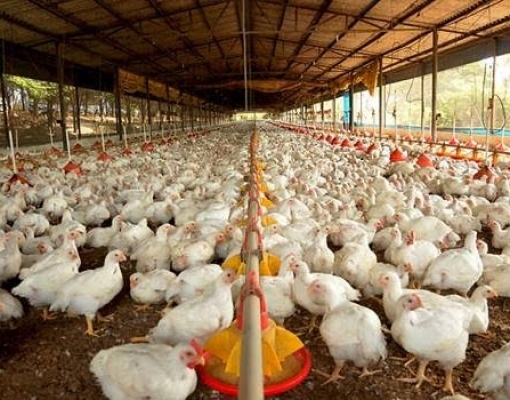 Brasil perde liderança nas exportações de carne de frango para a UE