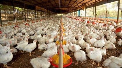 Brasil perde liderança nas exportações de carne de frango para a UE