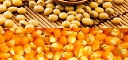 Embarques de soja ganham ritmo no mês; os de milho têm recuo, diz Secex  