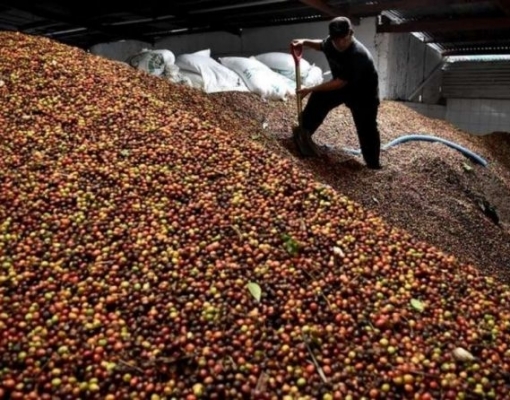 Exportação de café sobe 2,6% e tem melhor setembro em 5 anos,aponta Cecafé 