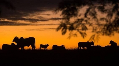 Demanda externa por carne eleva os preços internos para patamares recordes