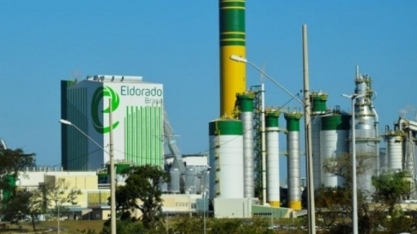 Caroço de açaí, tocos e raízes viram energia no setor de papel e celulose