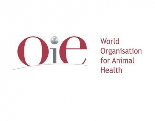 Nenhum país está imune ao risco de surtos da peste suína africana, diz OIE