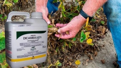 Produtores de grãos desconfiam do Dicamba; Bayer promove nova semente