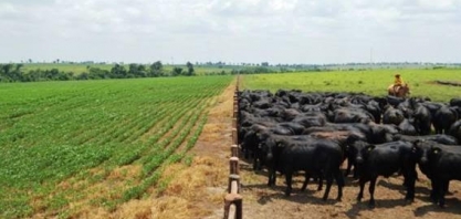 Com pecuária aquecida, VBP terá estabilidade em 2019; agricultura cai 4,1%