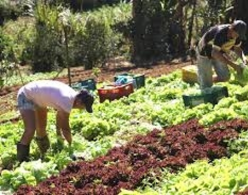 Em 11 anos, número de estabelecimentos de agricultura familiar cai 9,5%