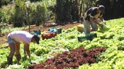 Em 11 anos, número de estabelecimentos de agricultura familiar cai 9,5%