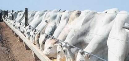 Demanda por qualidade impulsiona pecuária