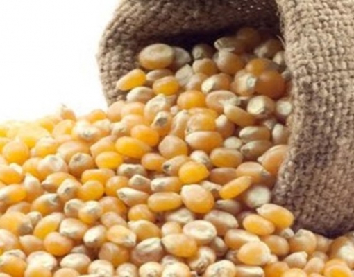 Exportações de milho chegam a 40 milhões de toneladas em 12 meses