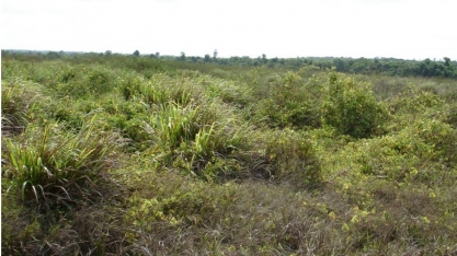 Syngenta quer recuperar 1 mi de ha degradados no cerrado em 5 anos