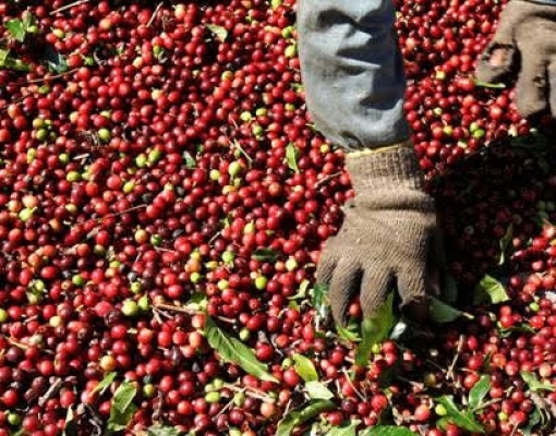 Indústria de café luta para achar grãos de qualidade