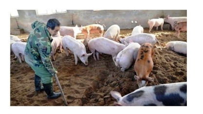 Produção de carne suína na China deve cair 60% no 4º trimestre de 2019
