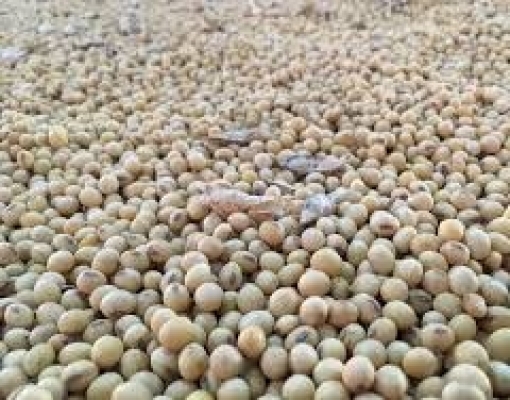 Coamo inaugurará nova planta em MS para elevar processamento de soja 