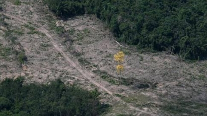 Desmatamento da Amazônia indicará entre 9 mil e 11 mil km2 de devastação