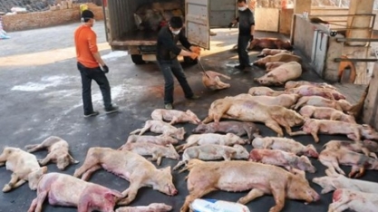 Peste suína africana na China é mais severa do que se imaginava 