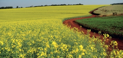 Estimativas positivas para o agronegócio brasileiro em 2020 