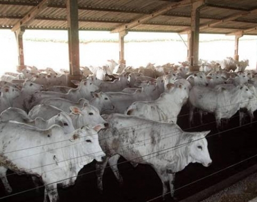 Arroba do boi se aproxima de R$ 200 e tem novo recorde