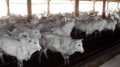 Arroba do boi se aproxima de R$ 200 e tem novo recorde