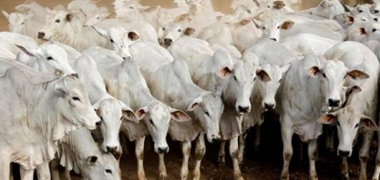 China: Preço da carne bovina tem máxima histórica na Grande São Paulo