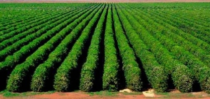 Café: Análise Agromensal Cepea/Esalq Outubro/19 