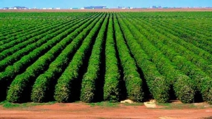 Café: Análise Agromensal Cepea/Esalq Outubro/19 