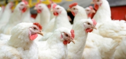 Na euforia das carnes, avicultura tem com que se preocupar, diz Itaú BBA