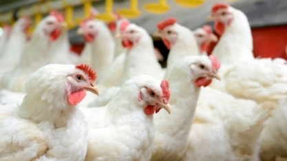 Na euforia das carnes, avicultura tem com que se preocupar, diz Itaú BBA