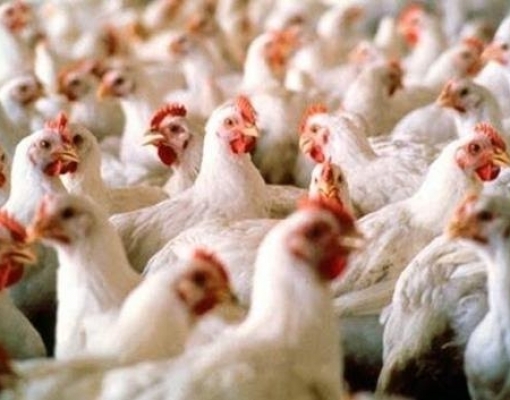 Na euforia das carnes, avicultura tem com que se preocupar, diz Itaú BBA