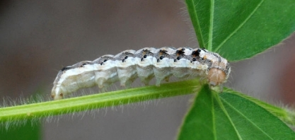 Cientistas aliam nanotecnologia e produtos naturais para combater pragas