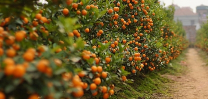 Produtores de laranja superam principal doença da atividade