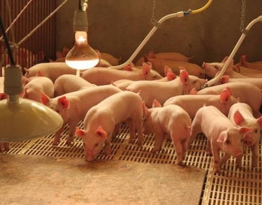 Em 2020, suinocultura repetirá bom o desempenho em 2019