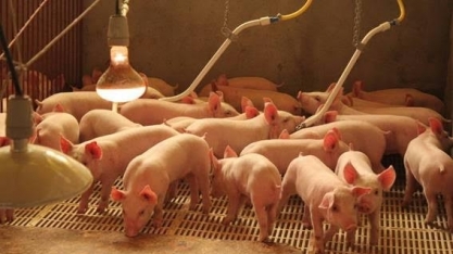 Em 2020, suinocultura repetirá bom o desempenho em 2019