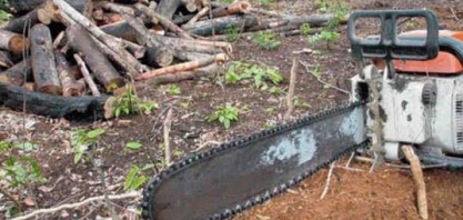 Desmatamento na Amazônia dispara e atinge maior nível em 11 anos