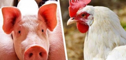 Suínos e frangos dão alento à agropecuária – Editorial O Estado de S.Paulo